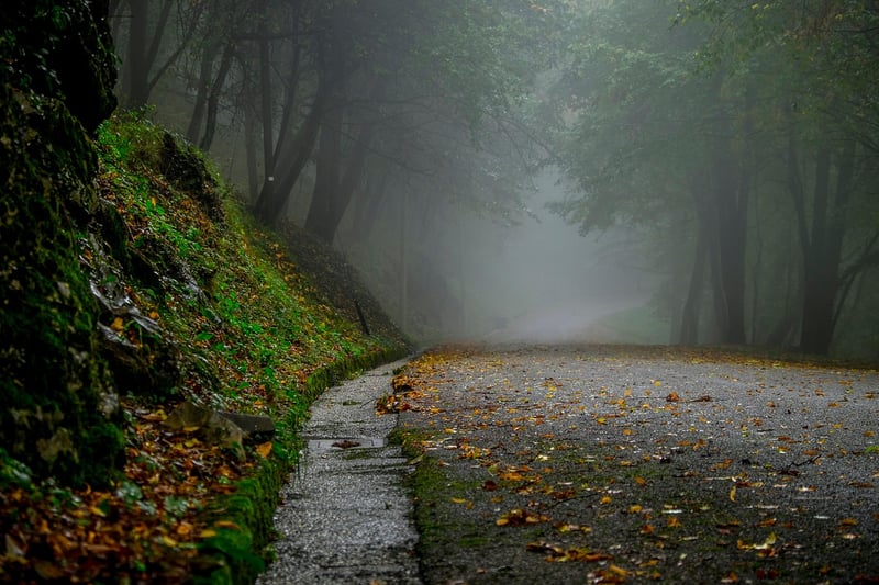 Forest Path